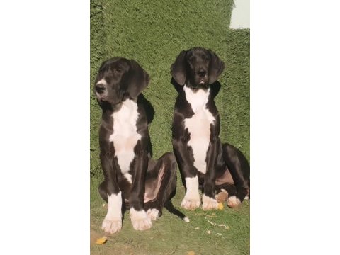 Great dane (danua a şecereli )
