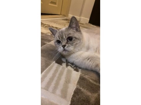 Kedimiz mia çok acil yeni yuvasını arıyor