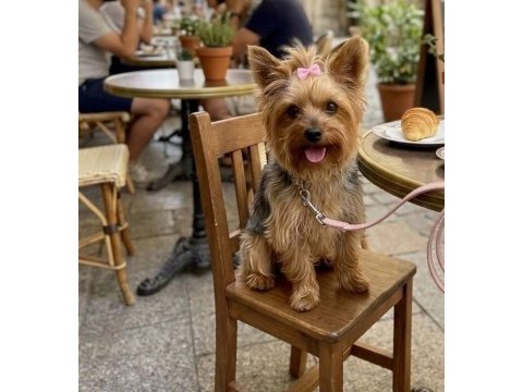 Çok sevecen minik prenses köpeğimiz