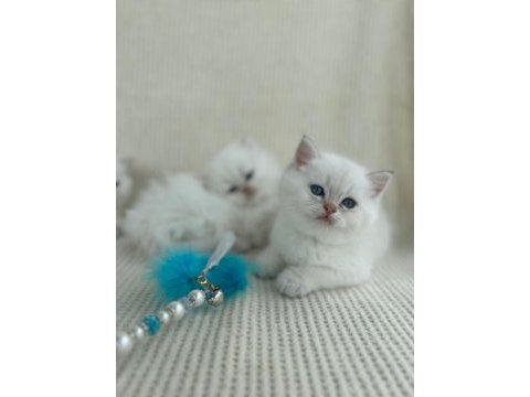Ny1133 erkek yavru british shorthair