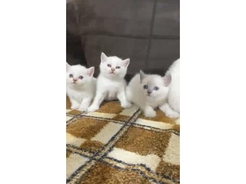Safkan ayı surat orjinal ırk yavrularımız