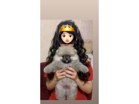 Pomeranian boo üst kalite teddy bear erkek