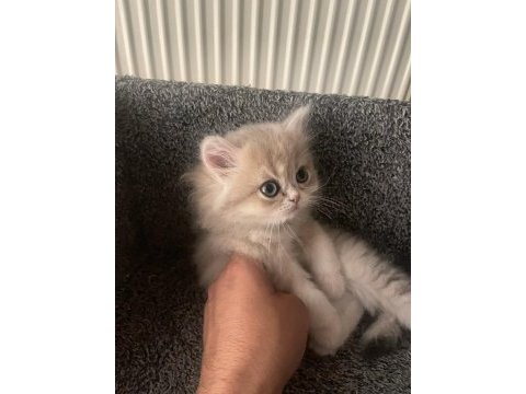 British longhair yavru kedimiz