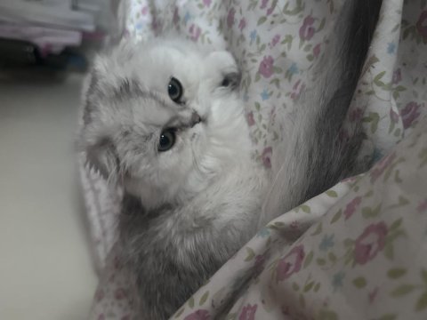 Scottish fold longhair silver shaded