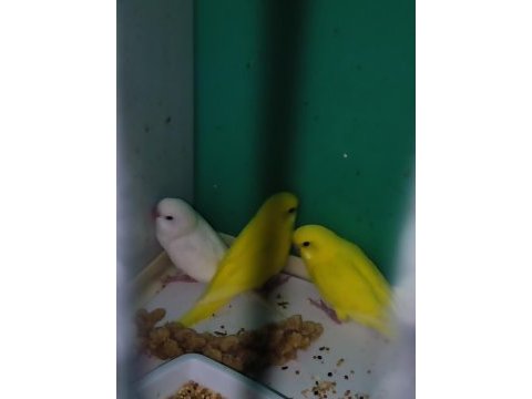 Yavru muhabbet kuşu