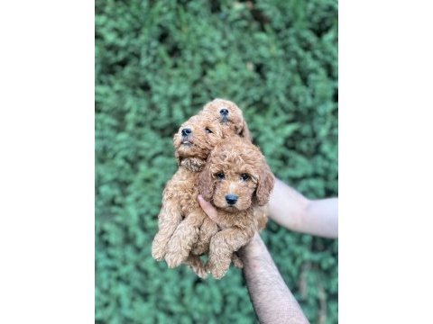 Sağlık garantili toy poodle bebekler