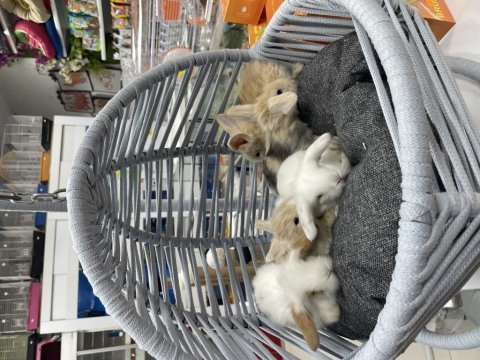 Hollanda lop tavşan yavruları
