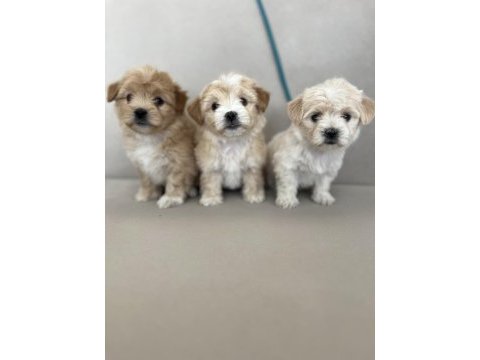 Kaliteli maltipoo yavruları için ulaşabilirsiniz