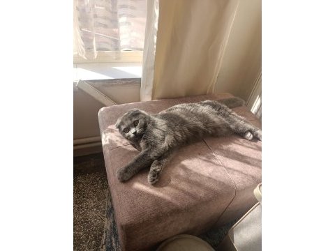 Scottish fold kedimiz