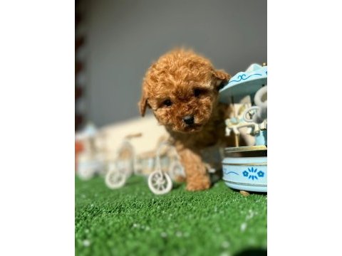 Toy poodle yavruları