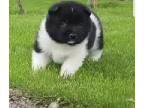 Safkan amerikan akita