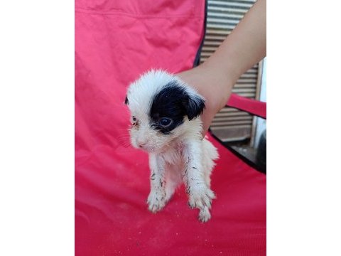 Maltese terrier yavrular