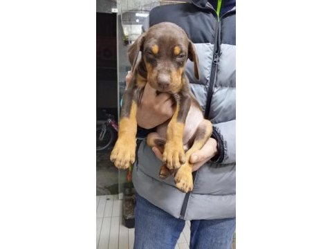 Doberman yavrularımız teslime hazır