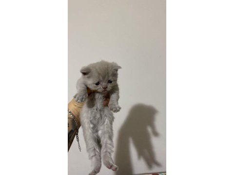Kedilerimiz yeni yuvalarını arıyorlar