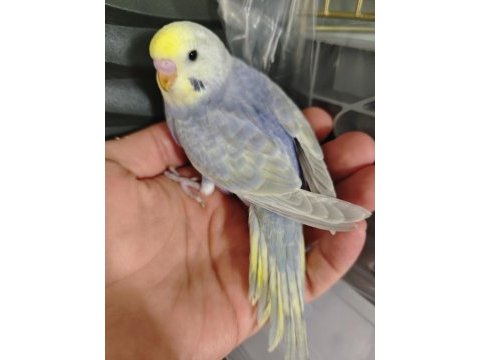 Yavru rainbow muhabbet kuşlar