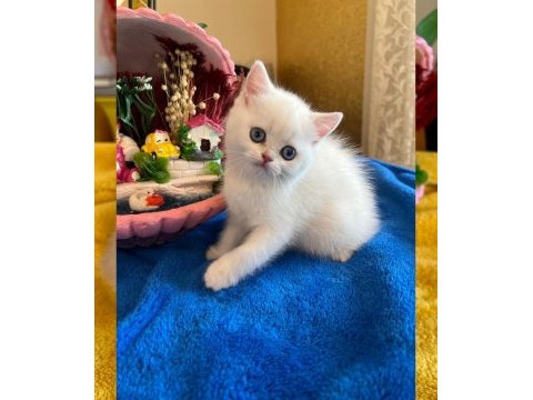 Elit safkan british dişi kedi isteyenlere