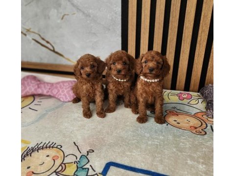 Toypoodle yavrular veteriner kontrollü 