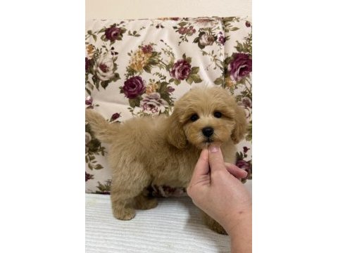 Mini boy maltipoo