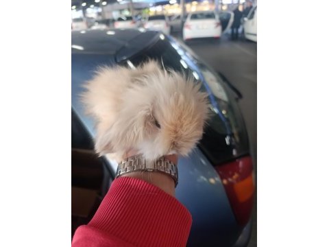 Hollanda lop tavşanı