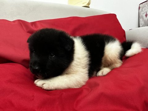 Show kalite amerikan akita yavruları