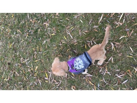 Golden retriever 4 aylık yavru