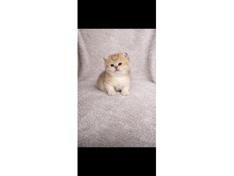 Saf kan full şecereli british shorthair