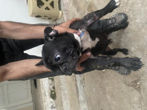1 yaşında erkek french bulldog