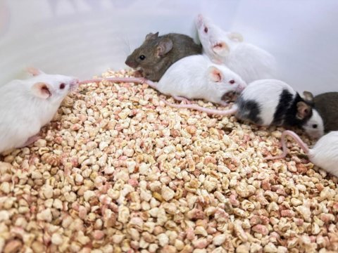 Lab ve panda mice
