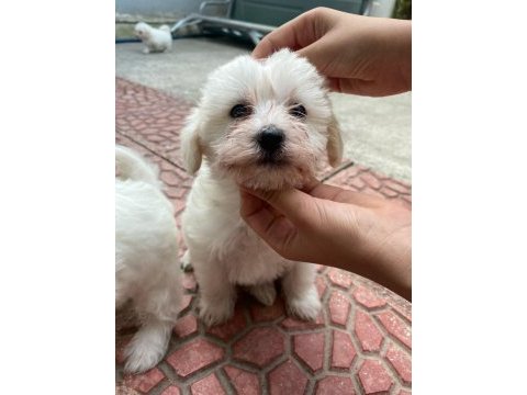 Yavru terrier köpeklerim