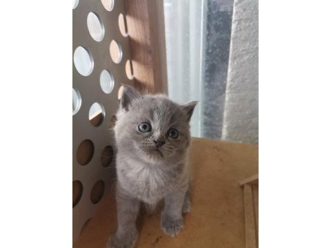 Bayram şekeri tadında gri dişi yavru british shorthair