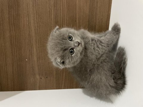 Mükemmel huylu scottish fold
