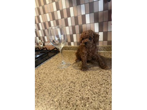 Dişi ve erkek kore korekan poodle yavrularım