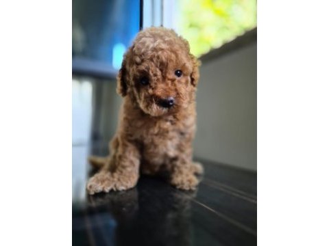 Toy poodle dişi erkek