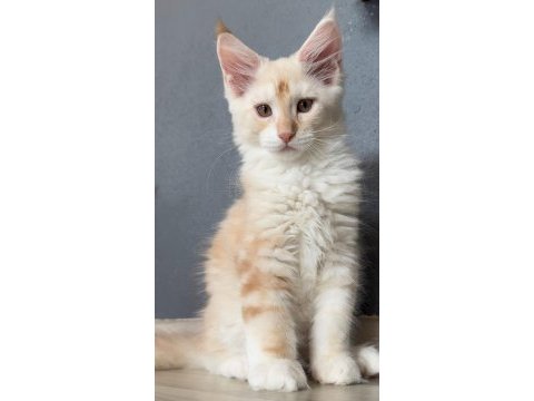 2 buçuk aylık renk renk iri safkan maine coon yavruları