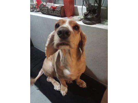 Cocker canımız için ona sahip çıkacak bir aile arıyoruz