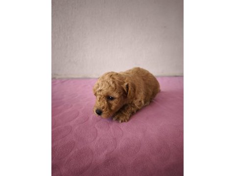 Uygun maltipoo bebeklerimiz