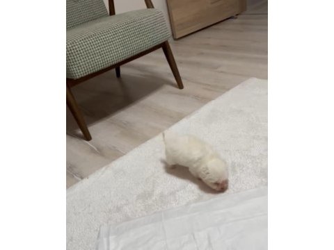 Bir avuçluk maltese bebek