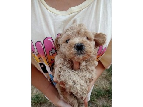 Poodle gibi sevimli maltipoo bebeklerimiz