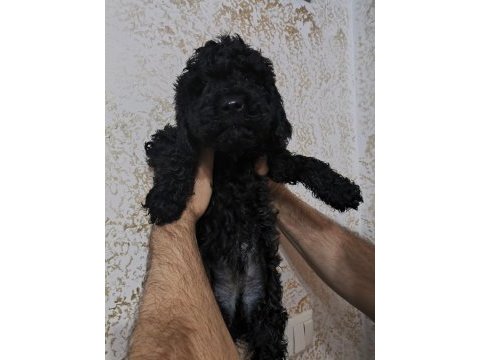 Toy poodle köpekler