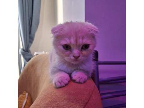 Scottish fold kediler