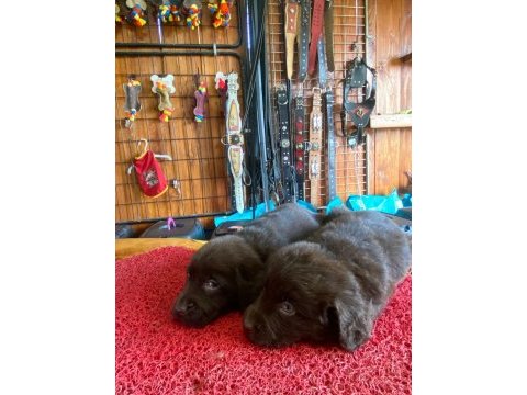 Chocolate lab puppies labrador