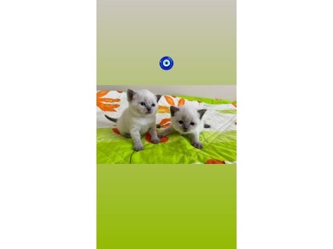 Blue point ve british shorthair