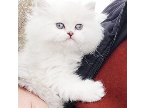 A kalite safkan chinchilla kedim