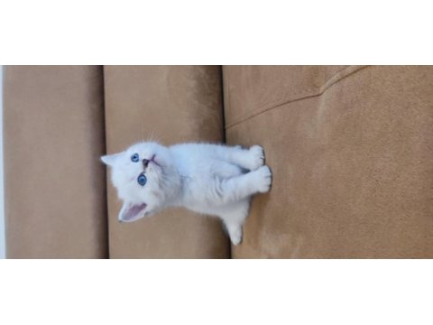 British shorthair yavruları