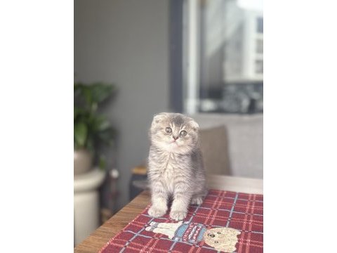Scottısh fold ayı surat yavrularım 
