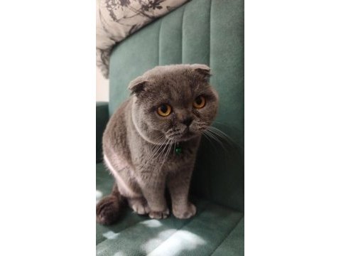 Scottish fold yavru kedimiz