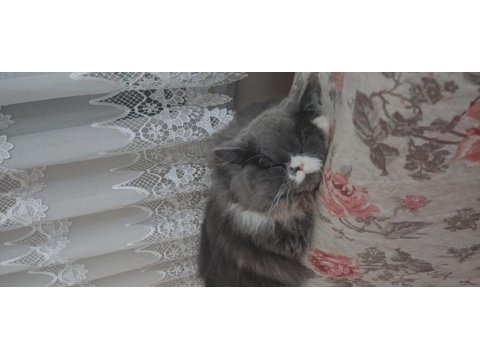 5 yaşındaki chinchilla oğluma sıcak bir yuva