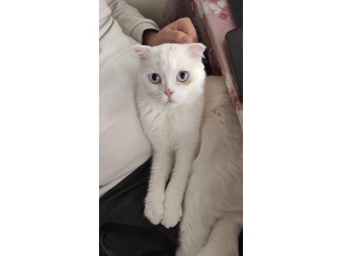 Acil sahiplendirilecek scottish fold canımız