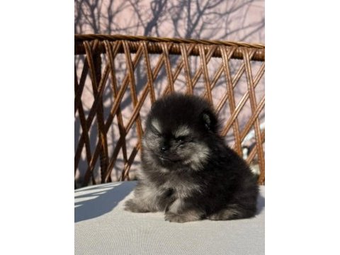 Orjinal tam ayı surat garantili pomeranian yavrularım
