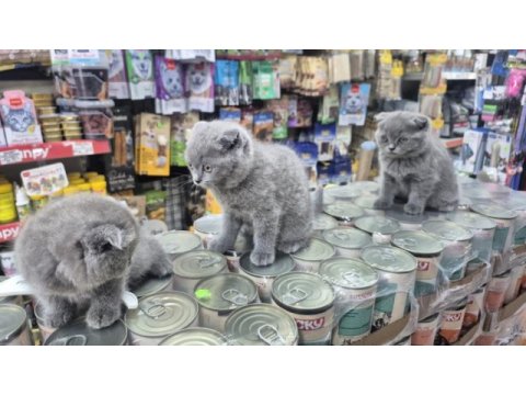 Dünya tatlısı çok çok özel scottish fold bebekler